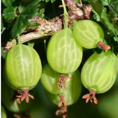 Ribes uva-crispa 'Pallagi Óriás' - Egres bokor