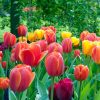 TULIPA mixed - Tulipán mix