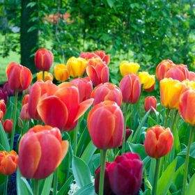 TULIPA mixed - Tulipán mix