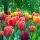 TULIPA mixed - Tulipán mix
