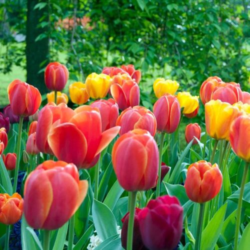 TULIPA mixed - Tulipán mix