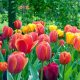 TULIPA mixed - Tulipán mix