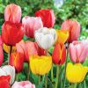 TULIPA mixed - Tulipán mix