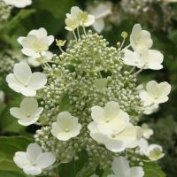 Hortenziák