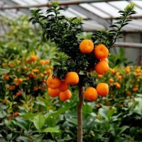 Citrusok